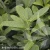 3754-Prunus-laurocerasus-Rotundifolia-znak.webp