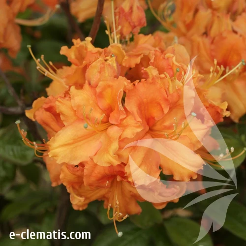 Rhododendron-Gibraltar.webp