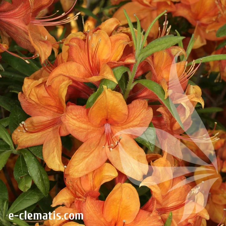 Rhododendron-Glowing-Embers.webp