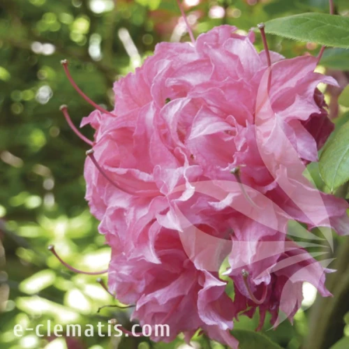 Rhododendron Homebush.webp