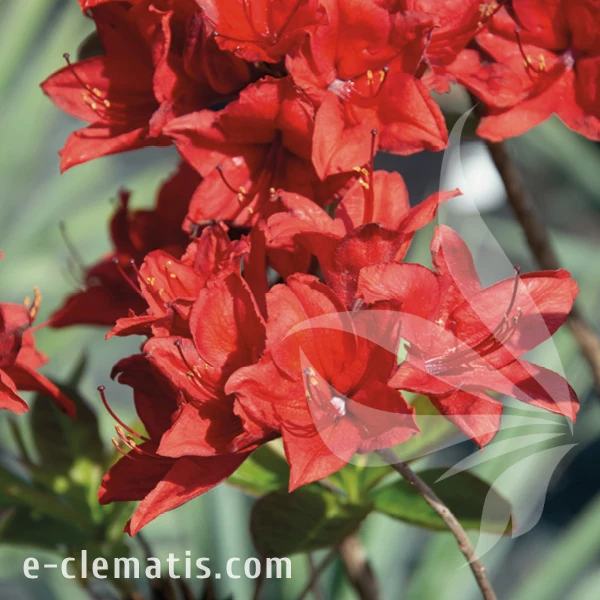 Rhododendron Nabucco.webp
