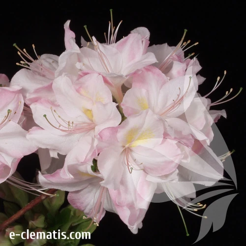 Rhododendron-Satomi.webp