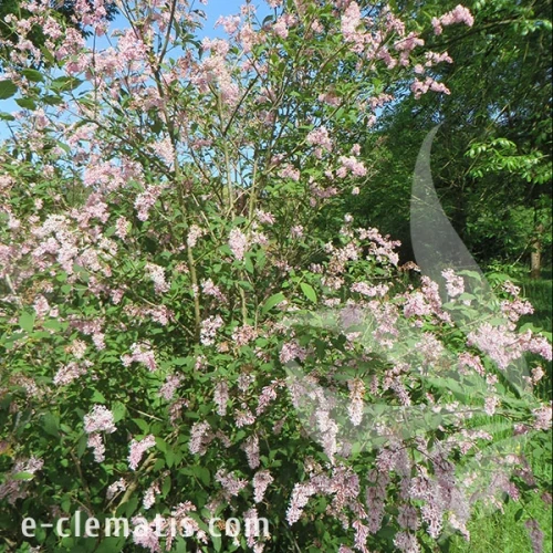 3980-Syringa-josikaea-2.webp