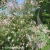3980-Syringa-josikaea-2.webp