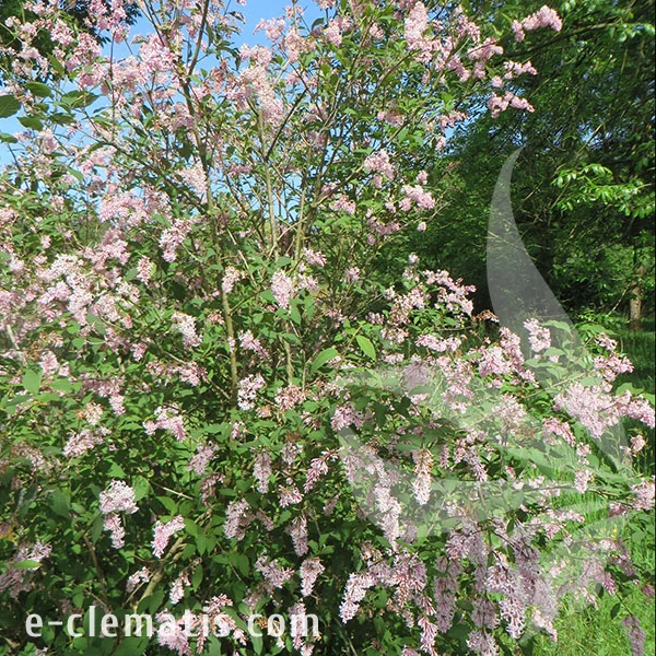 3980-Syringa-josikaea-2.webp