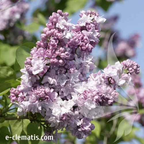 Syringa-vulgaris-Katherine-Havemeyer.webp