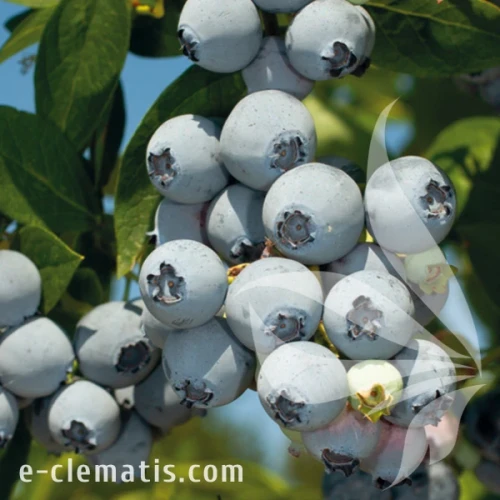 Vaccinium corymbosum Bluejay.webp