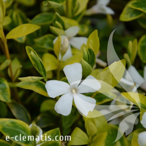 Vinca minor Alba Variegata.jpg