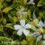 Vinca minor Alba Variegata.jpg