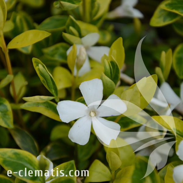 Vinca minor Alba Variegata.jpg