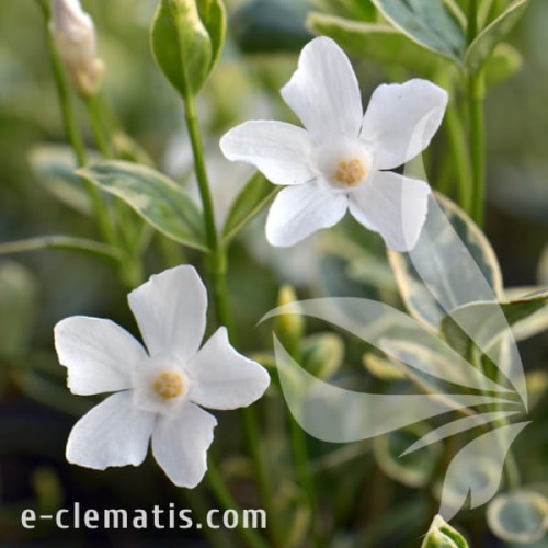 Vinca minor Evelyn.jpg