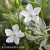 Vinca minor Evelyn.jpg