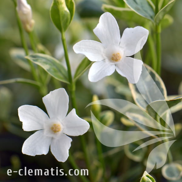 Vinca minor Evelyn.jpg