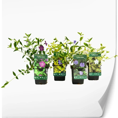 produktowe-vinca.webp