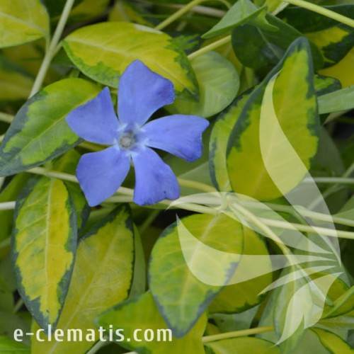 Vinca minor ILLUMINATION Cahill.jpg