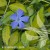 Vinca minor ILLUMINATION Cahill.jpg
