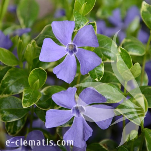 Vinca minor Ralph Shugert.jpg