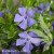 Vinca minor Ralph Shugert.jpg