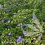 Vinca minor Ralph Shugert 1.jpg