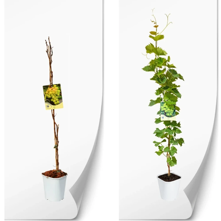 vitis-produkt-bala.webp