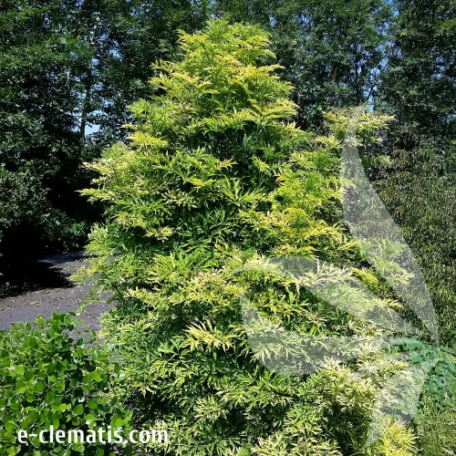 sambucus-golden-tower-2-e-clematis.webp