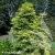 sambucus-golden-tower-2-e-clematis.webp