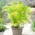 sambucus-golden-tower-1-e-clematis.webp