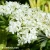 sambucus-golden-tower-3-e-clematis.webp