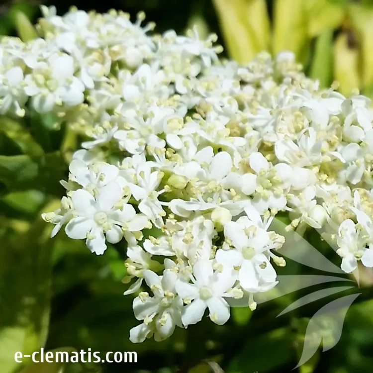 sambucus-golden-tower-3-e-clematis.webp
