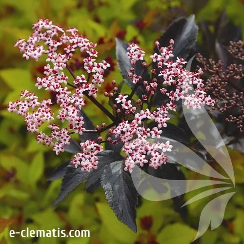 sambucus-black-beauty-1-e-clematis.webp