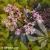 sambucus-black-beauty-1-e-clematis.webp