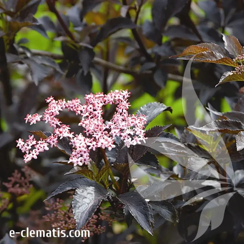 sambucus-black-beauty-2-e-clematis.webp
