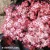 sambucus-black-tower-eiffel1-2-e-clematis.webp