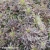 sambucus-black-tower-eiffel1-1-e-clematis.webp