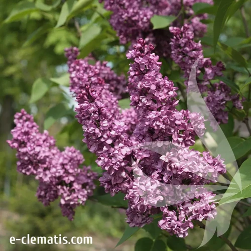 syringa-vulgaris-charles-joly-1-e-clematis.webp