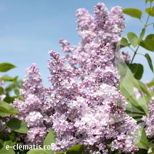 syringa-vulgaris-michel-buchner-1-e-clematis.webp