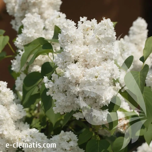 syringa-vulgaris-mme-lemoine-1-e-clematis.webp