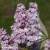 syringa-vulgaris-profesor-hoser-2-e-clematiss.webp
