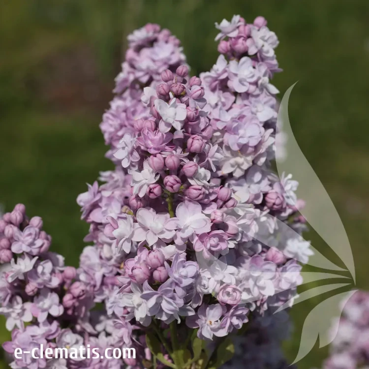 syringa-vulgaris-profesor-hoser-2-e-clematiss.webp