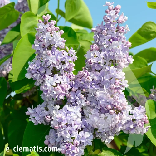 syringa-vulgaris-profesor-hoser-1-e-clematis.webp