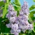 syringa-vulgaris-profesor-hoser-1-e-clematis.webp