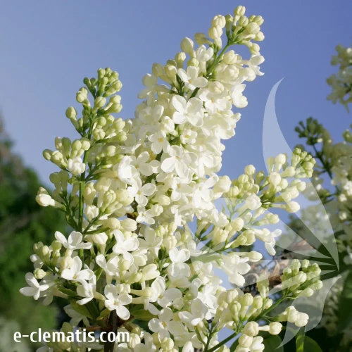 syringa-vulgaris-primrose-2-e-clematis.webp
