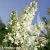 syringa-vulgaris-primrose-2-e-clematis.webp
