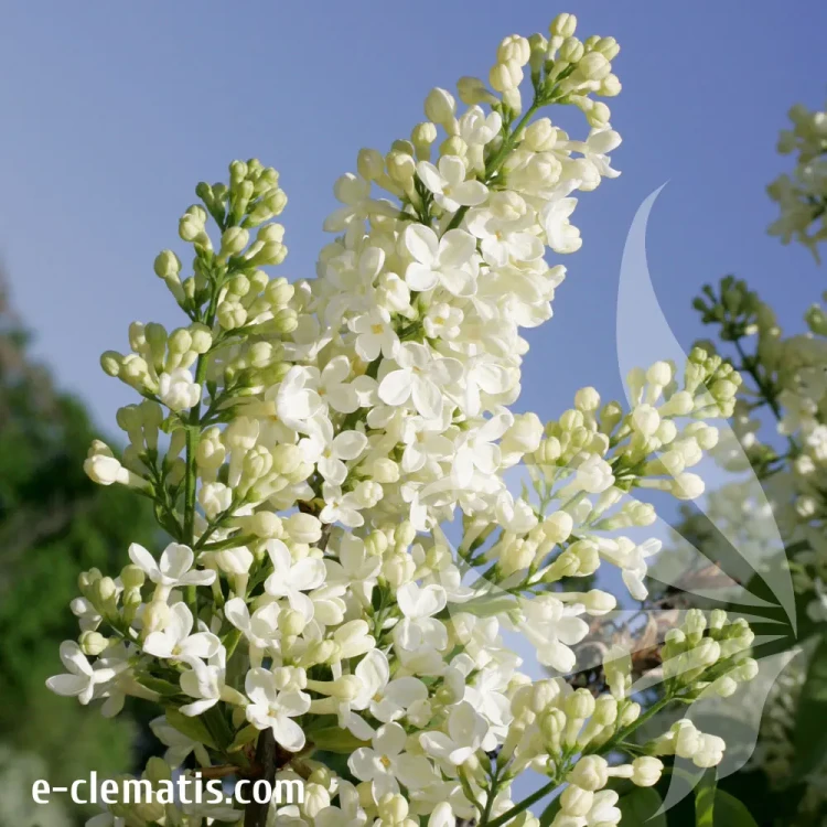 syringa-vulgaris-primrose-2-e-clematis.webp