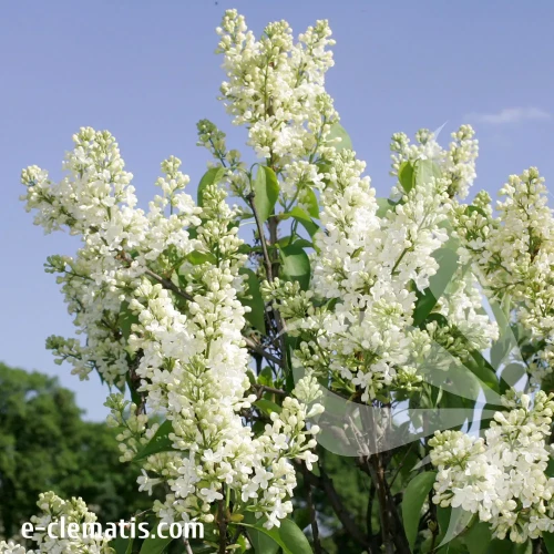 syringa-vulgaris-primrose-1-e-clematis.webp