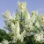 syringa-vulgaris-primrose-1-e-clematis.webp