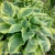 hosta-wide-brim-3-e-clematis.webp