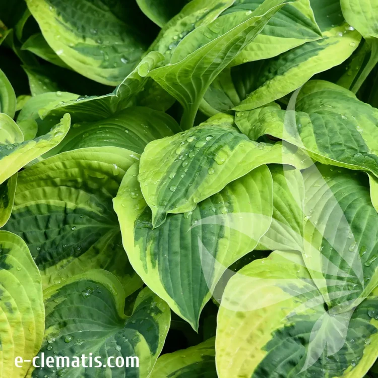 hosta-wide-brim-1-e-clematis.webp