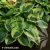 hosta-wide-brim-2-e-clematis.webp