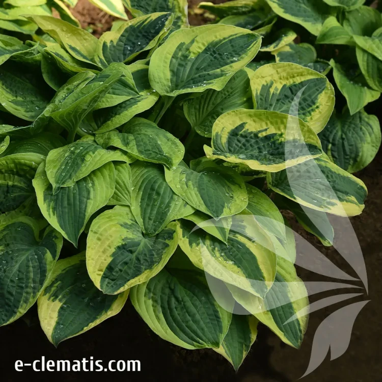 hosta-wide-brim-2-e-clematis.webp